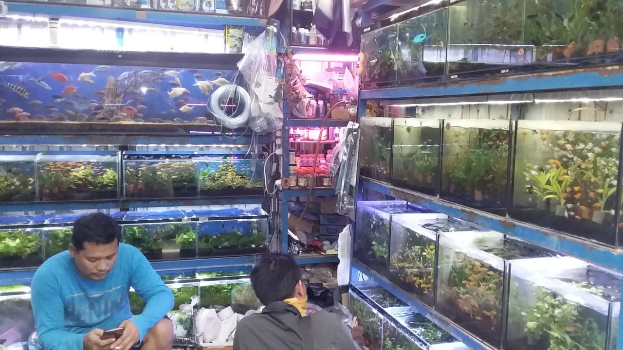 10 Toko Ikan Hias terdekat Penjaringan